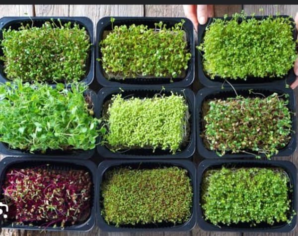 Nutri sprouts 